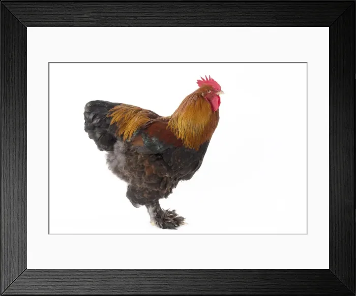 Framed Print : Picture No. 11771219 Framed Print : Picture No. 11771219