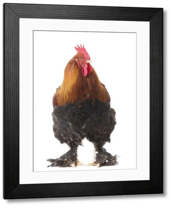 Framed Print : Picture No. 11771220 Framed Print : Picture No. 11771220