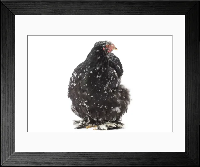 Framed Print : Picture No. 11771222 Framed Print : Picture No. 11771222
