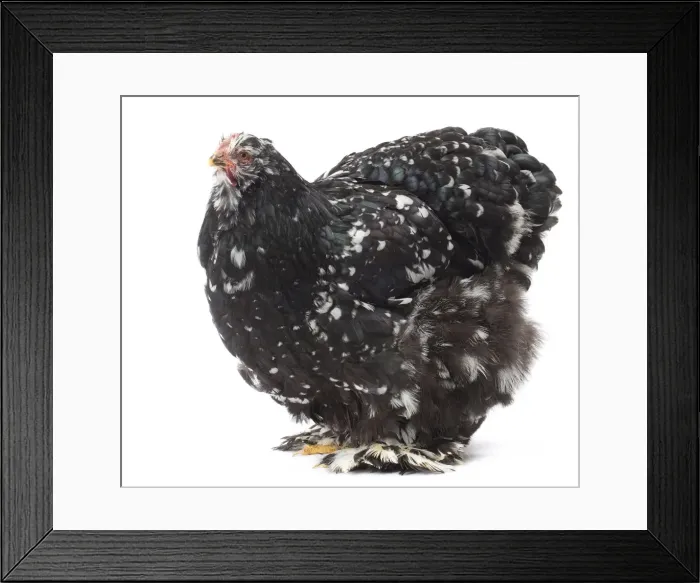 Framed Print : Picture No. 11771223 Framed Print : Picture No. 11771223