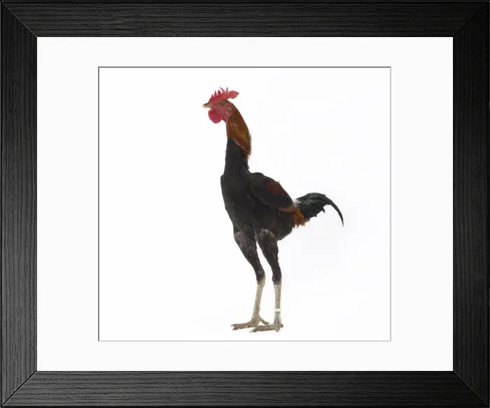 Framed Print : Picture No. 11771225 Framed Print : Picture No. 11771225