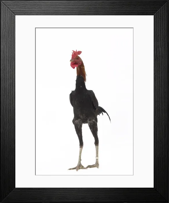 Framed Print : Picture No. 11771226 Framed Print : Picture No. 11771226