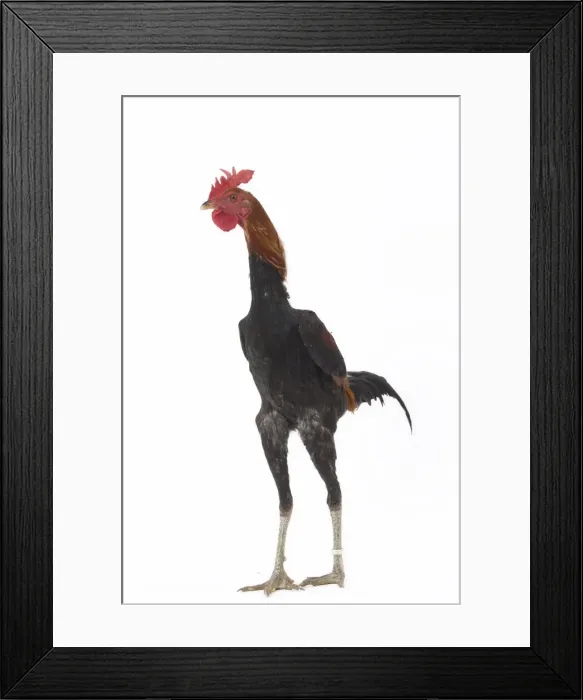 Framed Print : Picture No. 11771227 Framed Print : Picture No. 11771227