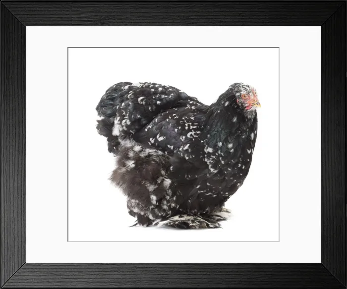 Framed Print : Picture No. 11771224 Framed Print : Picture No. 11771224