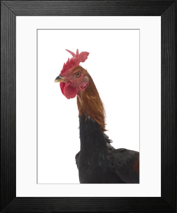 Framed Print : Picture No. 11771228 Framed Print : Picture No. 11771228