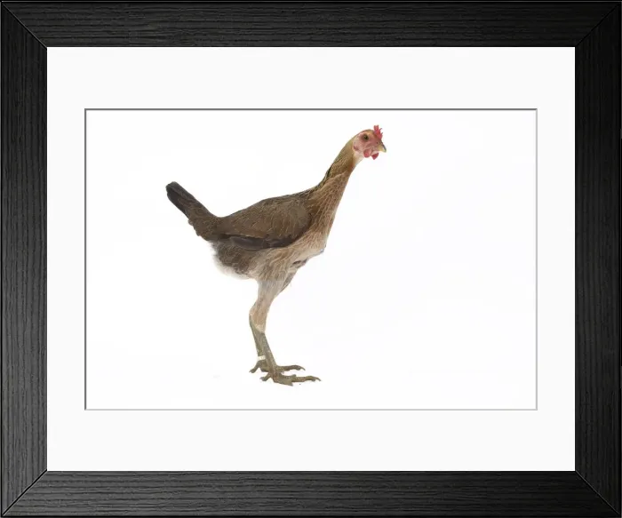 Framed Print : Picture No. 11771231 Framed Print : Picture No. 11771231