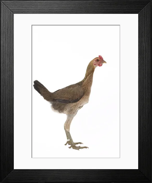 Framed Print : Picture No. 11771232 Framed Print : Picture No. 11771232