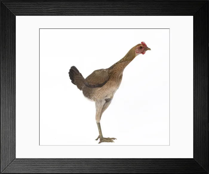 Framed Print : Picture No. 11771229 Framed Print : Picture No. 11771229
