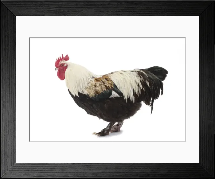 Framed Print : Picture No. 11771236 Framed Print : Picture No. 11771236