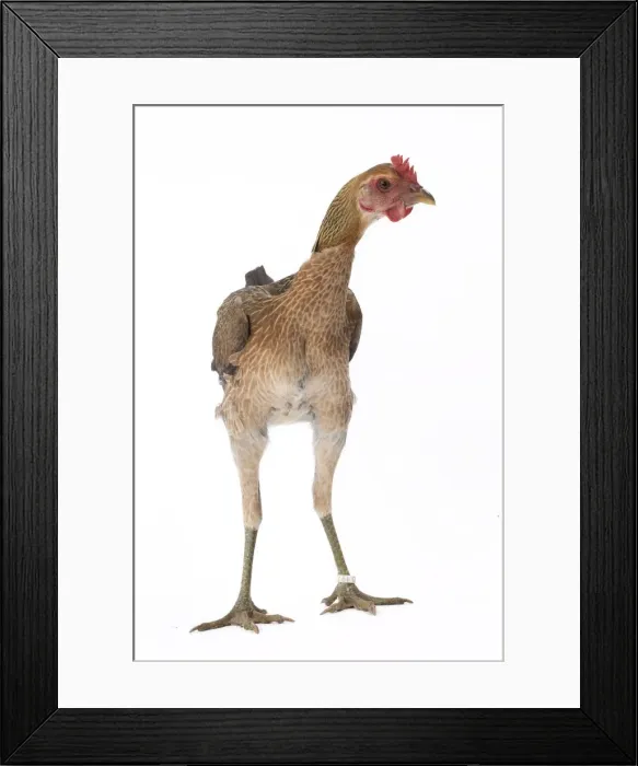 Framed Print : Picture No. 11771234 Framed Print : Picture No. 11771234