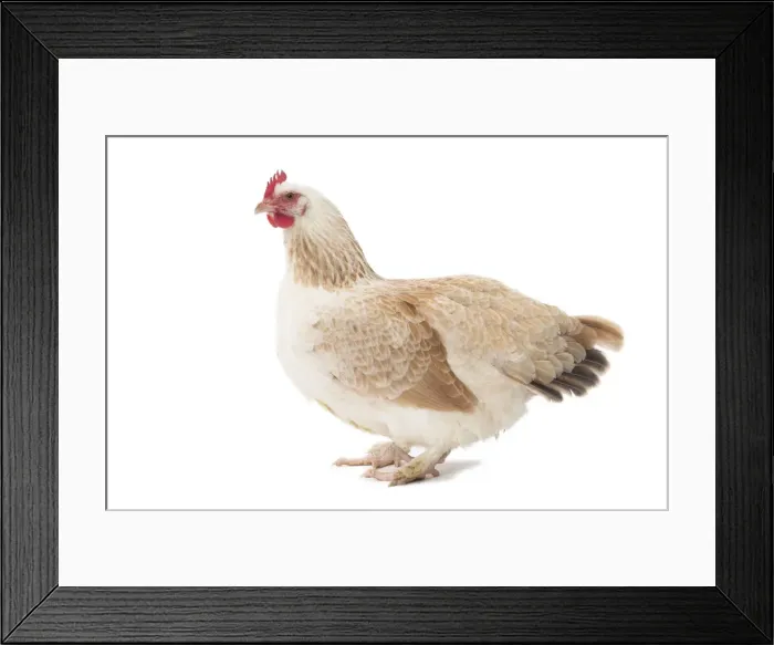 Framed Print : Picture No. 11771239 Framed Print : Picture No. 11771239