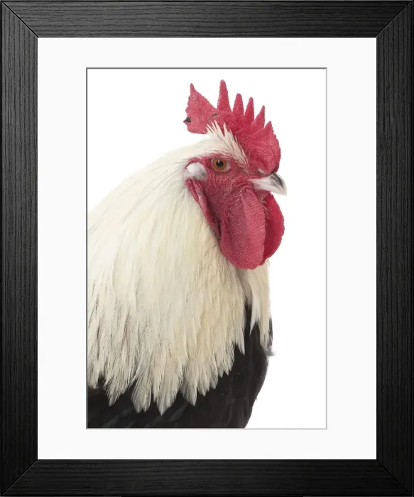 Framed Print : Picture No. 11771237 Framed Print : Picture No. 11771237