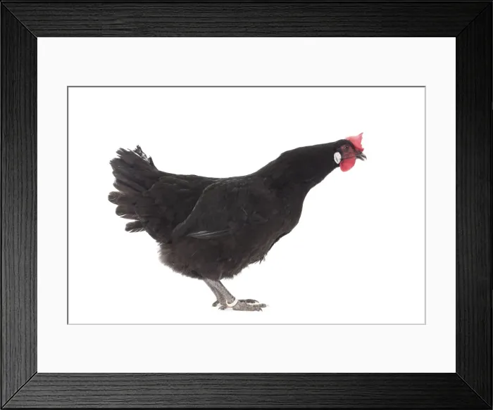 Framed Print : Picture No. 11771241 Framed Print : Picture No. 11771241