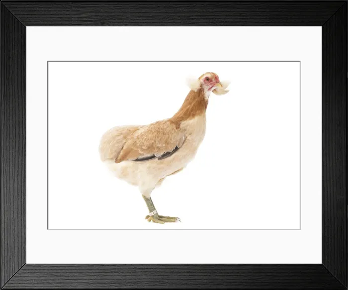 Framed Print : Picture No. 11771243 Framed Print : Picture No. 11771243