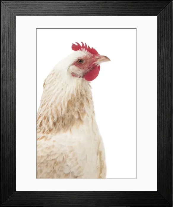 Framed Print : Picture No. 11771240 Framed Print : Picture No. 11771240
