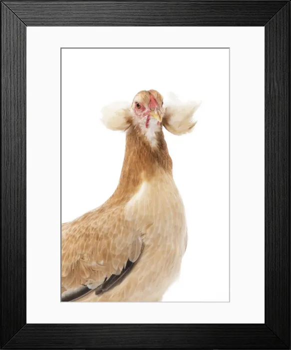 Framed Print : Picture No. 11771244 Framed Print : Picture No. 11771244