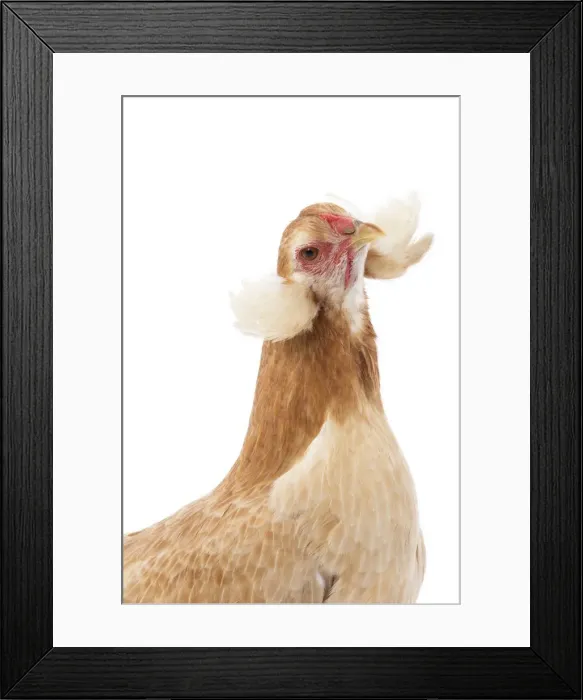 Framed Print : Picture No. 11771247 Framed Print : Picture No. 11771247