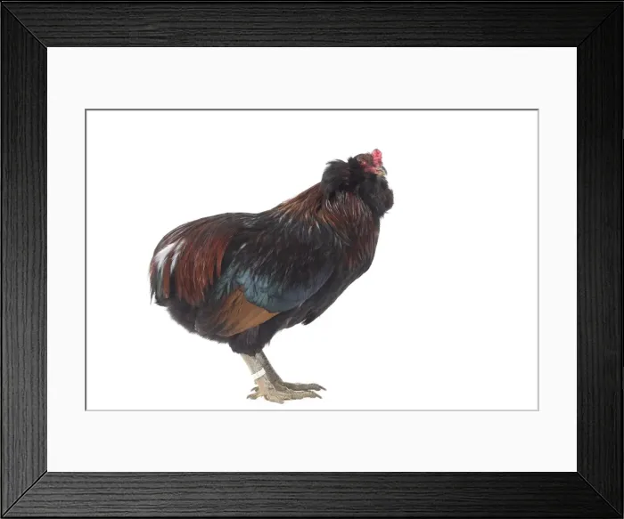 Framed Print : Picture No. 11771248 Framed Print : Picture No. 11771248
