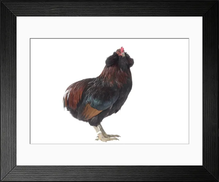 Framed Print : Picture No. 11771249 Framed Print : Picture No. 11771249