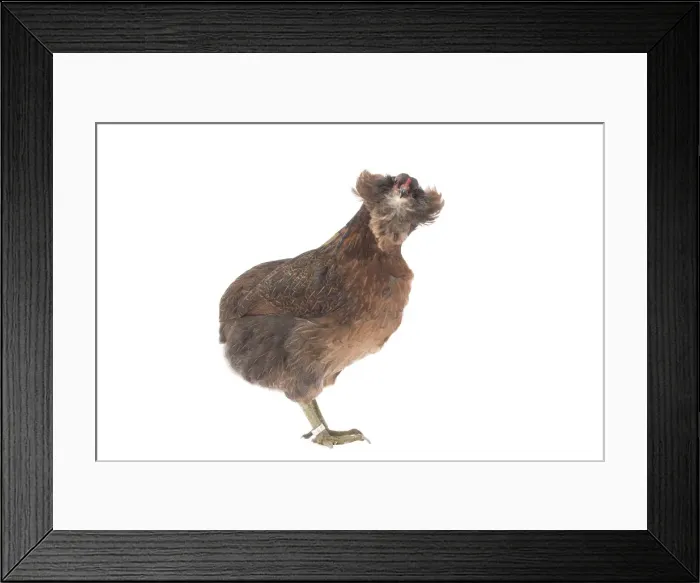 Framed Print : Picture No. 11771250 Framed Print : Picture No. 11771250