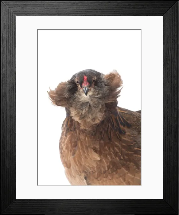 Framed Print : Picture No. 11771252 Framed Print : Picture No. 11771252