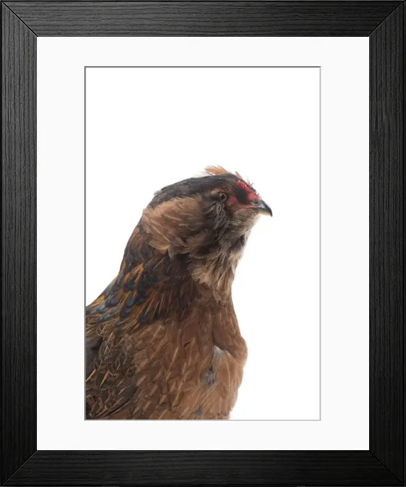 Framed Print : Picture No. 11771251 Framed Print : Picture No. 11771251