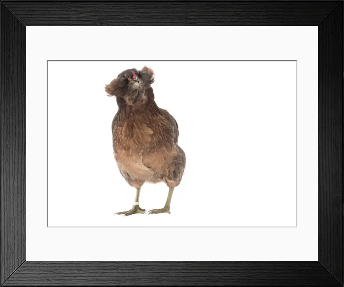 Framed Print : Picture No. 11771253 Framed Print : Picture No. 11771253