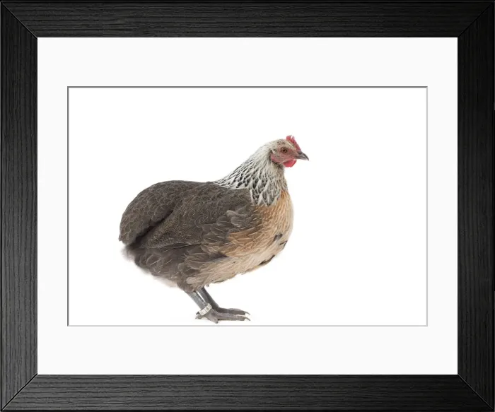 Framed Print : Picture No. 11771254 Framed Print : Picture No. 11771254