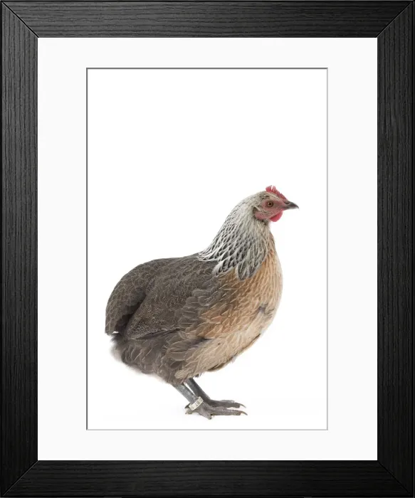 Framed Print : Picture No. 11771255 Framed Print : Picture No. 11771255