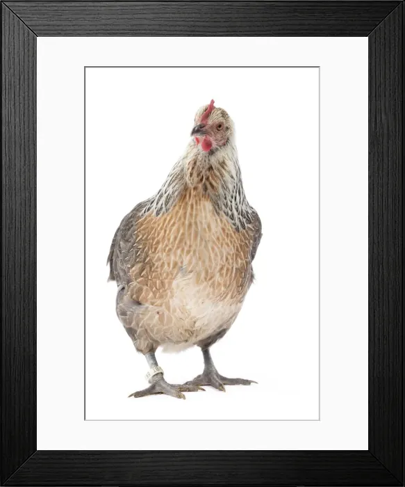 Framed Print : Picture No. 11771256 Framed Print : Picture No. 11771256