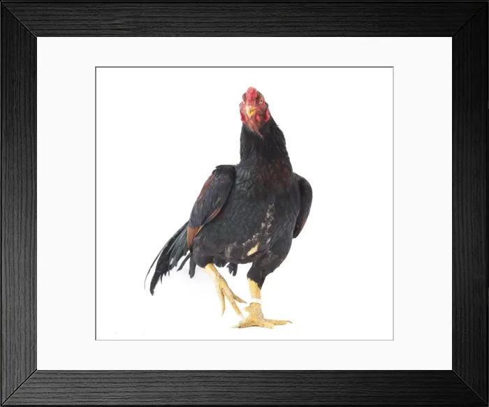 Framed Print : Picture No. 11771258 Framed Print : Picture No. 11771258