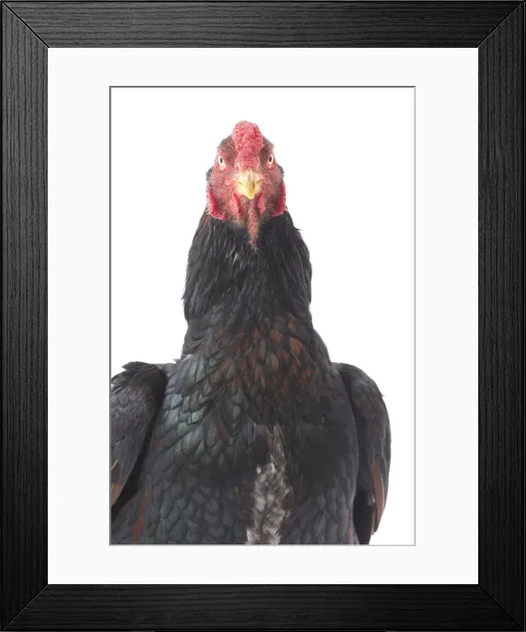 Framed Print : Picture No. 11771260 Framed Print : Picture No. 11771260