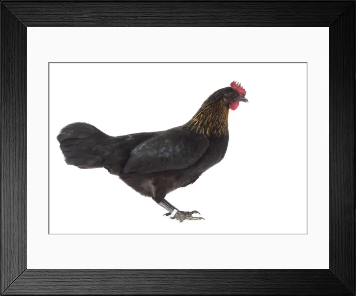 Framed Print : Picture No. 11771257 Framed Print : Picture No. 11771257