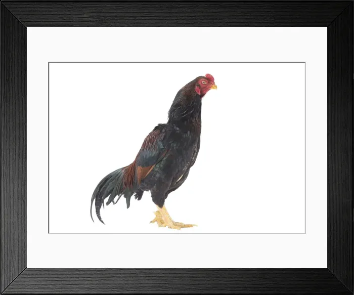 Framed Print : Picture No. 11771262 Framed Print : Picture No. 11771262