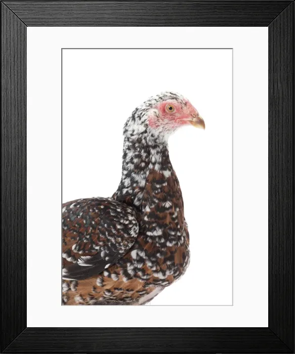 Framed Print : Picture No. 11771263 Framed Print : Picture No. 11771263