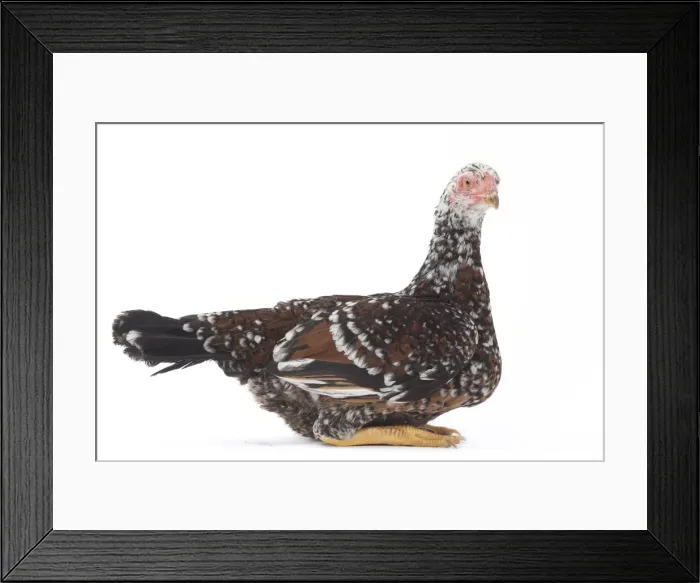 Framed Print : Picture No. 11771264 Framed Print : Picture No. 11771264