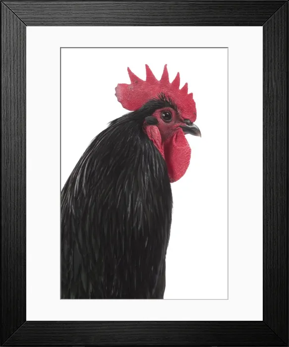 Framed Print : Picture No. 11771268 Framed Print : Picture No. 11771268