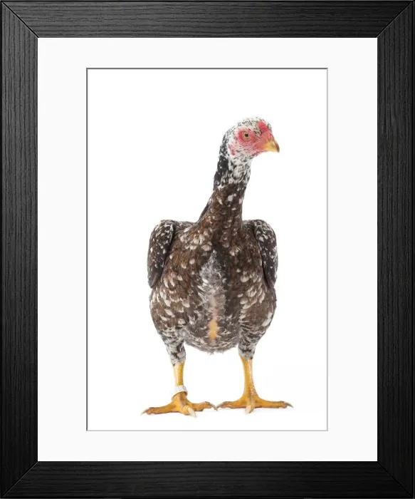 Framed Print : Picture No. 11771266 Framed Print : Picture No. 11771266