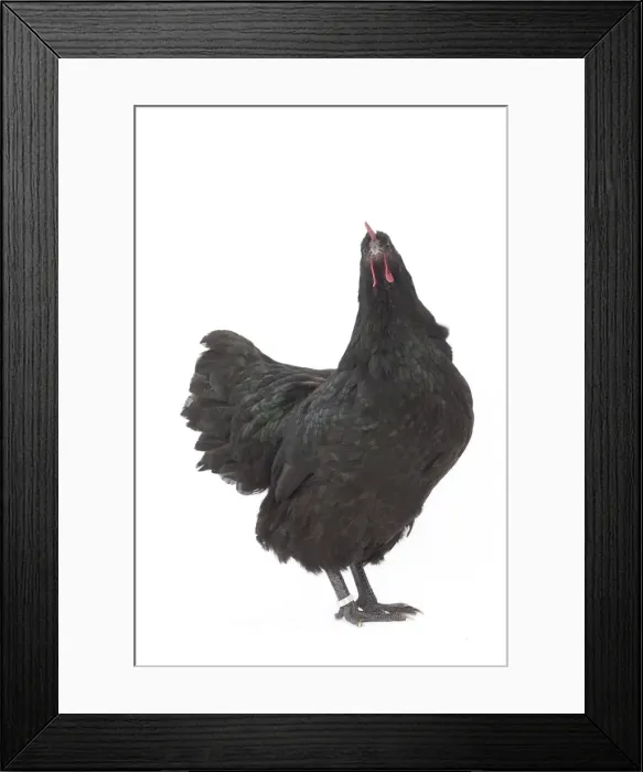 Framed Print : Picture No. 11771270 Framed Print : Picture No. 11771270