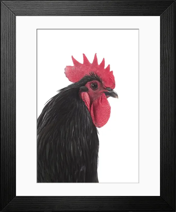 Framed Print : Picture No. 11771269 Framed Print : Picture No. 11771269