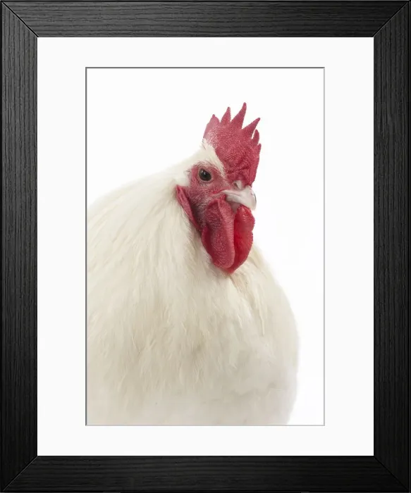 Framed Print : Picture No. 11771272 Framed Print : Picture No. 11771272