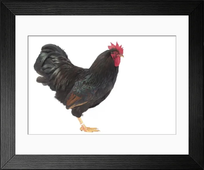 Framed Print : Picture No. 11771274 Framed Print : Picture No. 11771274
