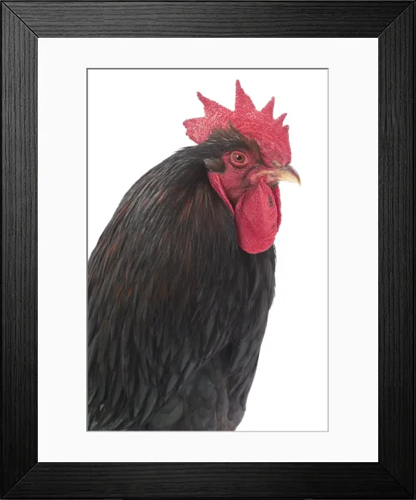 Framed Print : Picture No. 11771275 Framed Print : Picture No. 11771275