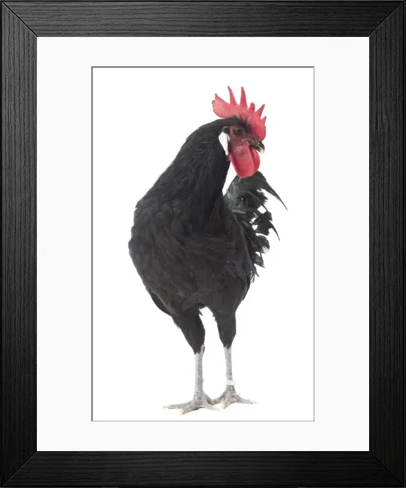 Framed Print : Picture No. 11771277 Framed Print : Picture No. 11771277