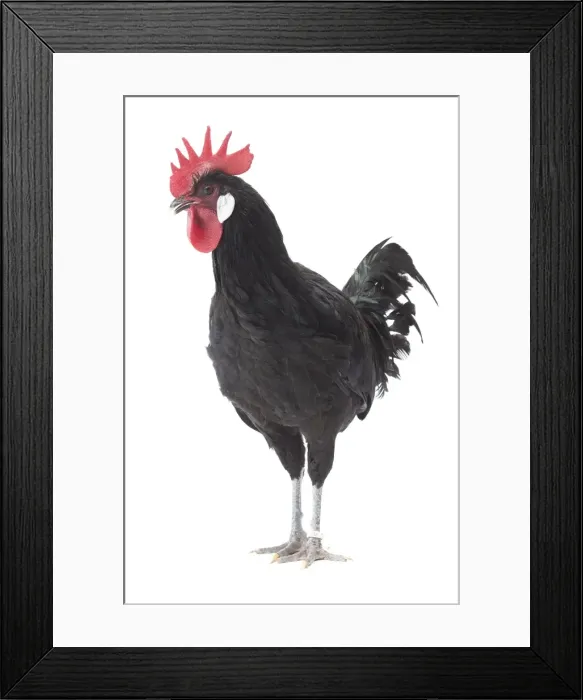 Framed Print : Picture No. 11771276 Framed Print : Picture No. 11771276