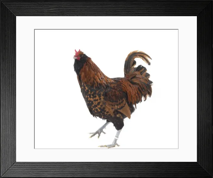 Framed Print : Picture No. 11771279 Framed Print : Picture No. 11771279
