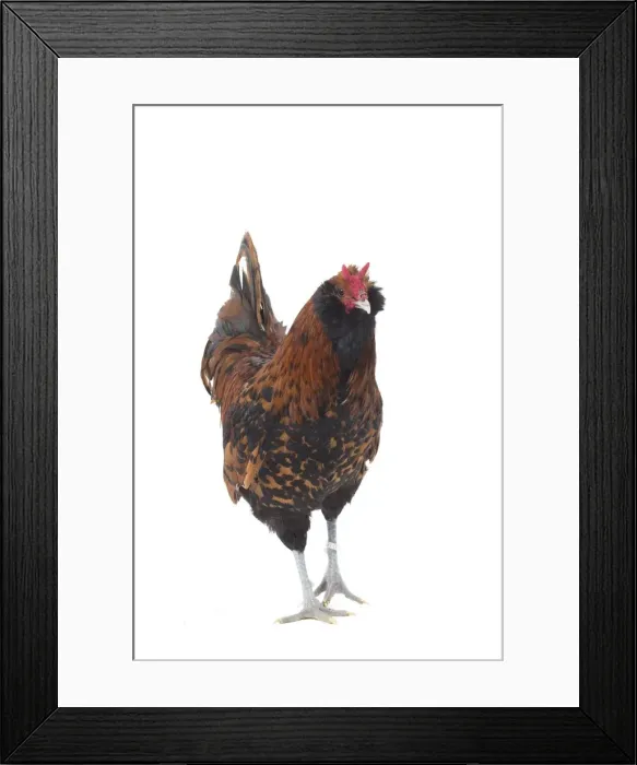 Framed Print : Picture No. 11771280 Framed Print : Picture No. 11771280