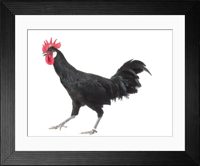 Framed Print : Picture No. 11771278 Framed Print : Picture No. 11771278