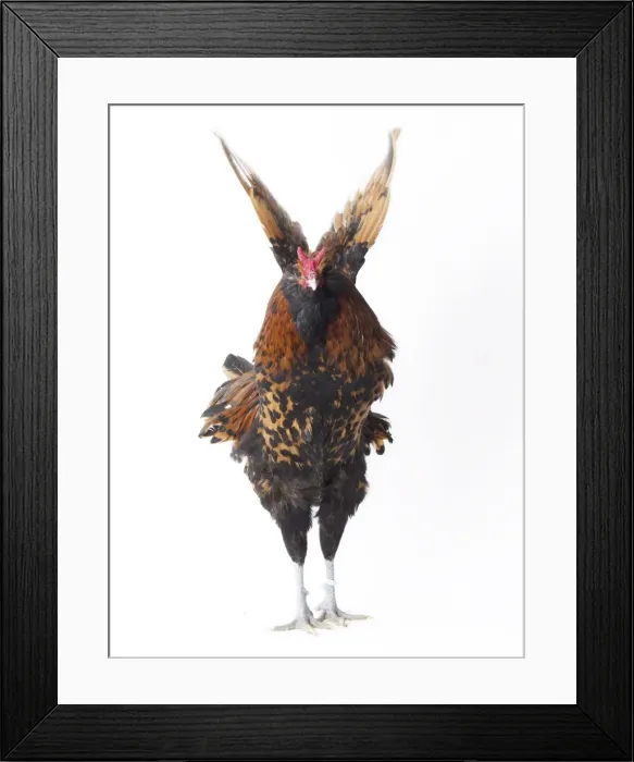 Framed Print : Picture No. 11771281 Framed Print : Picture No. 11771281