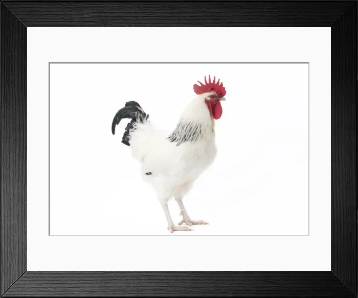 Framed Print : Picture No. 11771284 Framed Print : Picture No. 11771284
